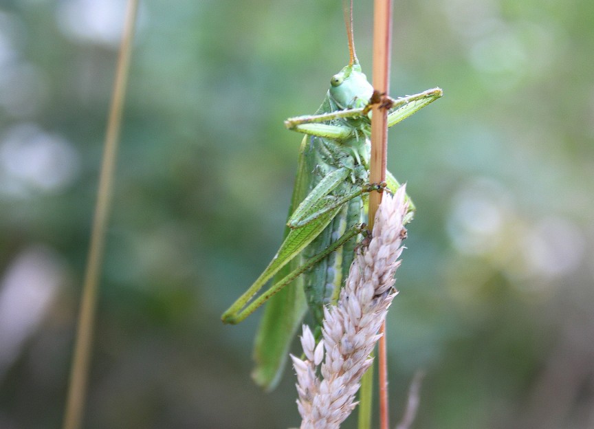 Tettigonia cfr viridissima